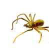 Broche araignée en or jaune 750 millièmes (18K), une pépite retenue par les pédipalpes, ceux-ci tout comme les pattes travaillée