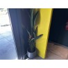 5 pots décoratifs et leurs plantes artificielles (balisier, bananier, palmier Bismarck...)