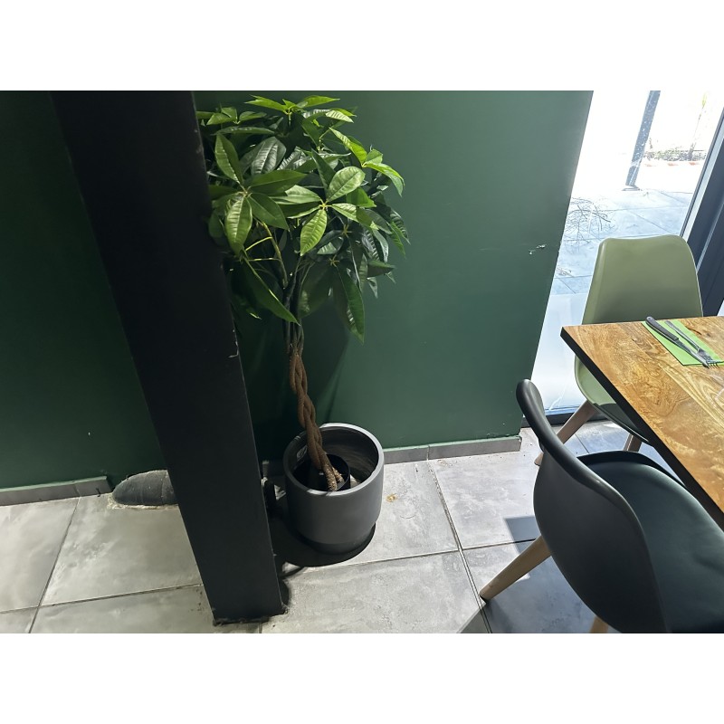 5 pots décoratifs et leurs plantes artificielles (balisier, bananier, palmier Bismarck...)