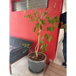 1 lot de 6 jardinières fibres ciment